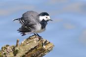 witte kwikstaart (motacilla alba) 4-2017 9030